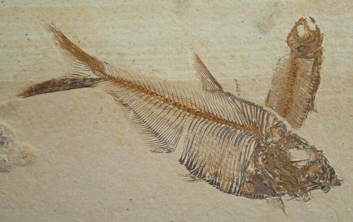 Diplomystus Fossil Fish - Wyoming #5488